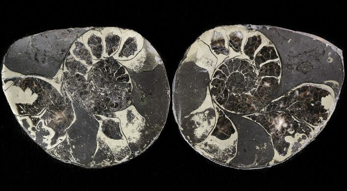 Pyritized Ammonite Fossil Pair #48094
